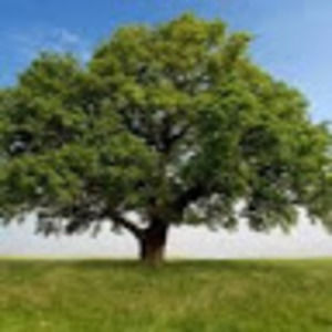 Meet your Posher, Samuel